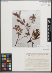 Foto von Salix reticulata L. x Salix waldsteiniana Willd.